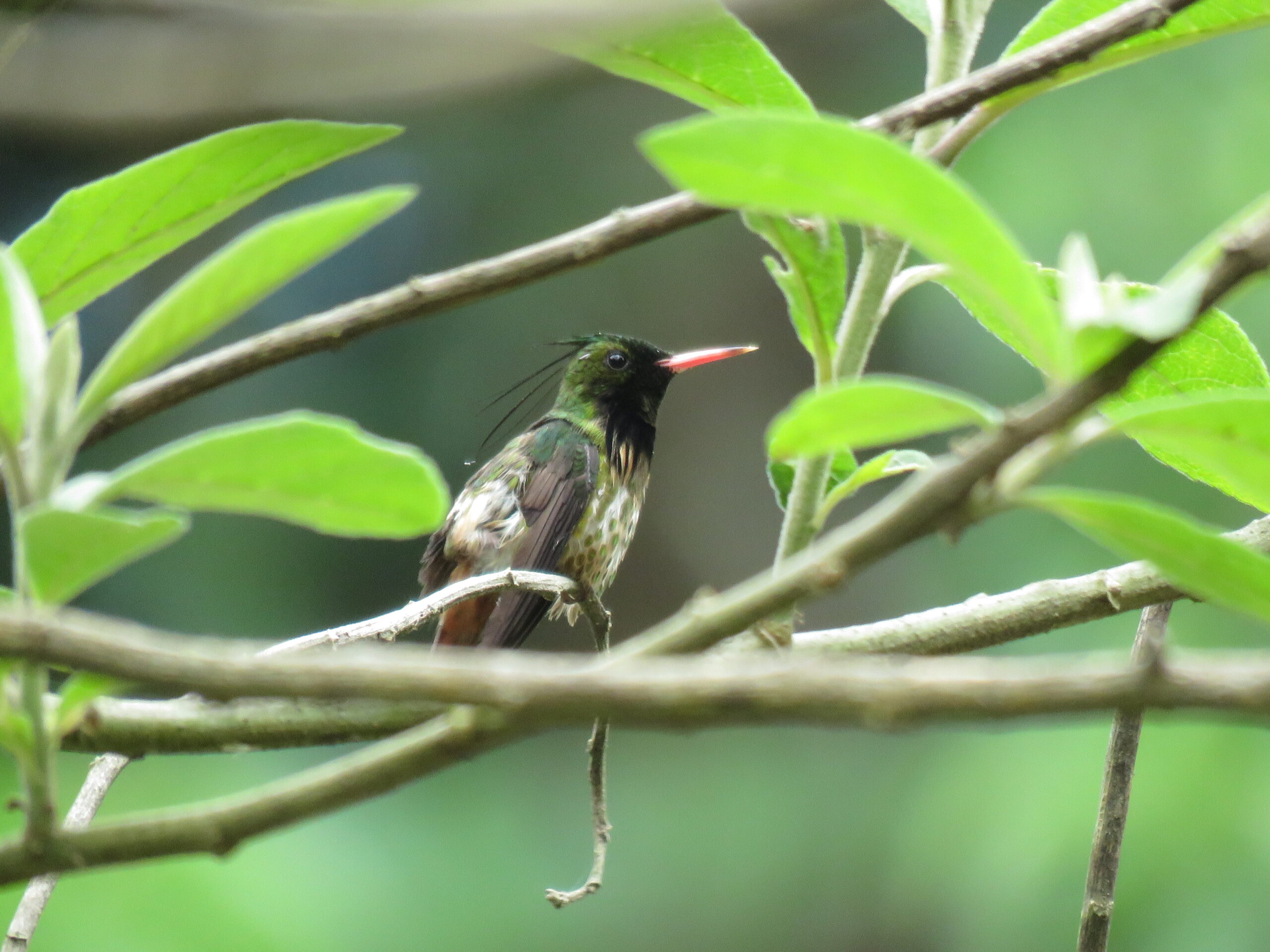 Tour del Quetzal26