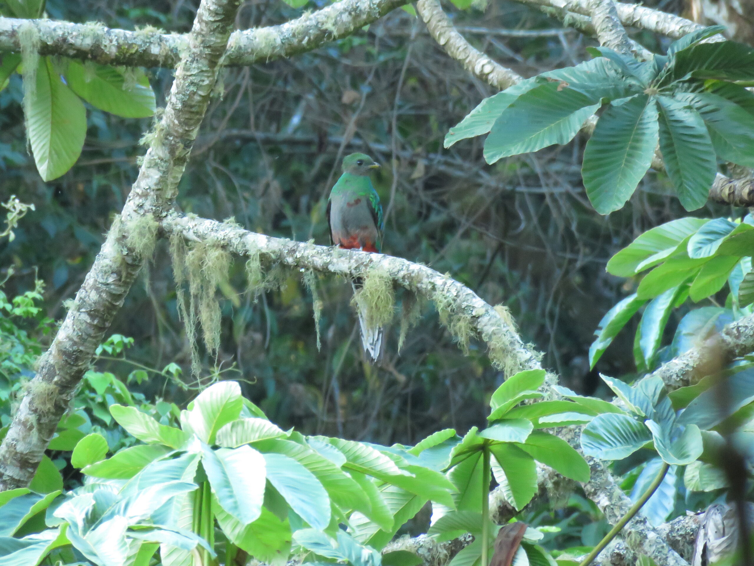 Tour del Quetzal27